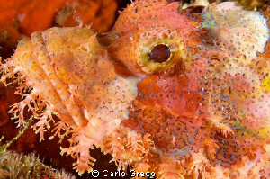 "Not my best side, I am afraid!"

Scorpionfish by Carlo Greco 